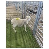 ARCF6678 WHITE RAM 40# P51