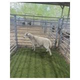 ARCF6676 WHITE EWE 46# P51