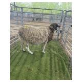 ARCF6673 BROWN WHITE EWE 122# P15