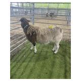 ARCF6672 BROWN EWE 106# P15