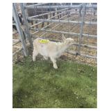 ARCF6682 WHITE BUCK KID 6# P16