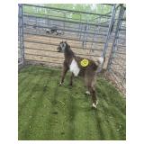 ARCF6668 BROWN WHITE BUCK 22# P14