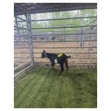 ARCF6670 BLK WHITE BUCK 13# P14