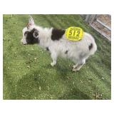 ARCF6681 TRI COLOR BUCK KID 5# P16