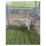 ARCF6677 WHITE RAM LAMB 56# P51