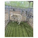 ARCB7335 WHITE EWE 85# P51