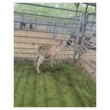 ARBY3495 TAN NANNY 30# P16