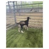 ARCF6671 TRI COLOR BUCK 15# P14