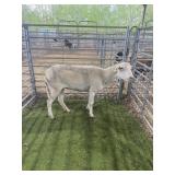 ARCB6629 WHITE EWE 74# P51