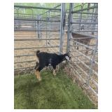 ARCF6669 BLK BROWN BUCK 14# P14