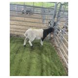 ARCF6674 BLK WHITE RAM LAMB 36# P15