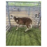 ARCF6675 RED WHITE EWE 74# P51