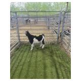 ARCF6690 BLK WHITE BUCK KID 29# P17