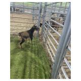 ARCF6691 TRI COLOR BUCK KID 14# P17