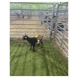ARCF6692 TRI COLOR BUCK KID 14# P17