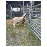 ARCF6685 BLK WHITE RAM 157# P52