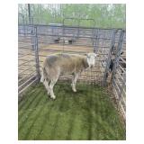 ARCF6686 WHITE EWE 114# P52