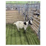 ARCF6572 BLK WHITE DOE 37# P36