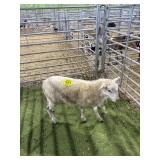 ARCF6737 WHITE RAM 40# P37