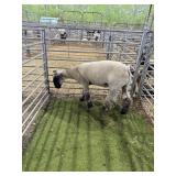 ARS52724003 BLK FACE X WETHER 164# P35