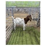 5S240857 RED WHITE BUCK 105# P35