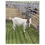 AR5S240845 RED WHITE DOE 66# P35