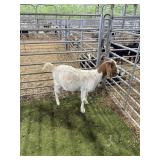 AR5S240844 RED HEADED DOE 48# P35 LOSE HORN