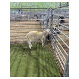 ARCF6739 WHITE RAM 38# P37