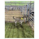 ARCF2503 PIGMY BUCK 25# P17