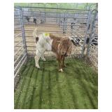 ARCF6695 RED WHITE BOER BUCK 68# P18