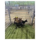 ARCF6698 RED NANNY+2 70# P32