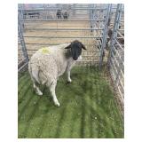 ARCF6696 BLK WHITE RAM 94# P19