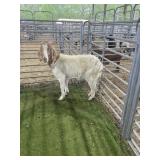ARCF6694 RED WHITE BOER DOE 90# P18