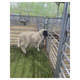 ARCF6697 BLK WHITE RAM 105# P19