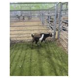 ARCF6693 TRI COLOR BUCK KID 16# P17