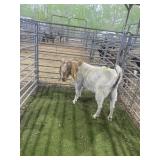 AR825S-ARB76428 TRADITIONAL DOE 115# P26