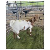 ARD12828 RED WHITE NANNY 90# P29A