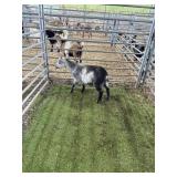 ARCF6784 BLUE WHITE WETHER 28# P16