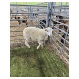 ARCF6769 WHITE RAM 40# P30A