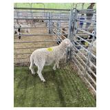 ARCF6773 WHITE RAM 48# P33