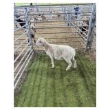 ARCF6778 WHITE EWE 30# P33