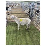 ARCF6775 WHITE RAM 40# P33