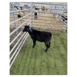 ARCF6782 BLK WHITE WETHER 24# P16