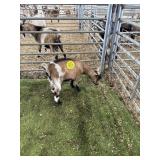 ARCF6785 TRI COLOR BUCK 19# P16