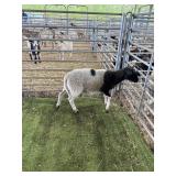 ARCF6789 BLK WHITE RAM 54# P32