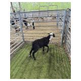 ARCF6781 BLK WHITE RAM 22# P33