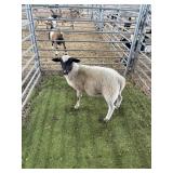 ARCF6791 BLK WHITE RAM 44# P32