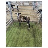 ARCF6780 SPOTTED RAM 22# P33