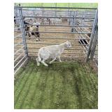 ARCF6776 WHITE RAM 22# P33