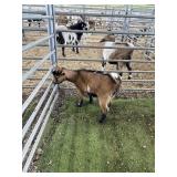 ARCF6783 TRI COLOR BUCK 22# P16